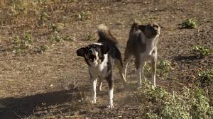Como prevenir ataques de cães: sinais de alerta e cuidados