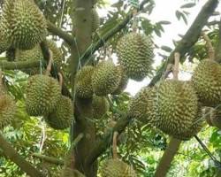 Hình ảnh về Quả sa riềng (trái cây)