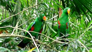 Image result for macaw parrot hd