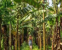 Image of Spice plantations in Goa