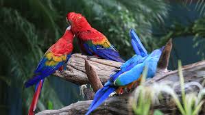 Image result for macaw parrot hd