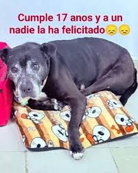 Photo by PeluditosTraviesitos contra la depresión ...