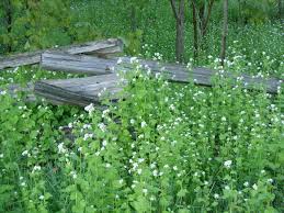 Image result for garlic mustard