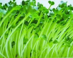 Image result for RAU MẦM CẢI XANH