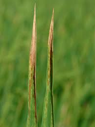 Image result for zinc burn in plants