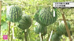 NHK - News update
