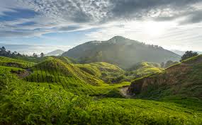 Image result for cameron highland