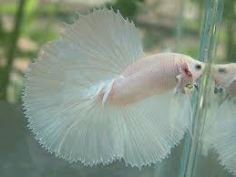 Hasil gambar untuk IKAN CUPANG halfmoon