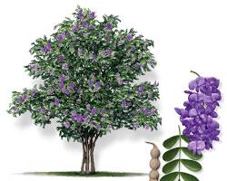 Image of Texas Mountain Laurel (Sophora secundiflora) tree