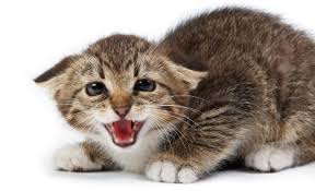 Image result for cat