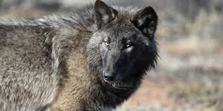 Gray Wolf Spotted in Sequoia National Park After a Century