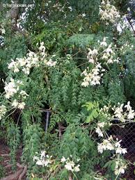 Image result for horseradish tree