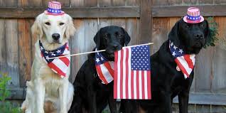 Image result for animals in 4th of july clothes