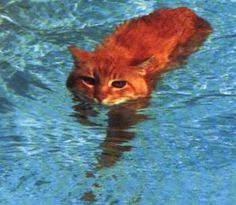 Image result for cat in swimming pool