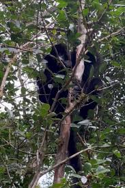 Lemurs Love This Fruit That Is Choking Madagascar’s Forests