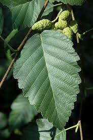 Image result for alder leaves
