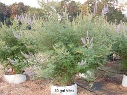 Tetradium daniellii var. hupehensis에 대한 이미지 검색결과