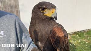 Flamstead Hawk Captured After Weeks of Terrorising Village