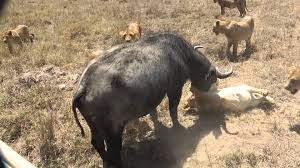 Image result for cape buffalo