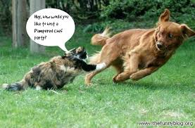 Résultat de recherche d'images pour "cats and dogs living together pictures"