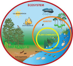 Image result for organisms and their environment