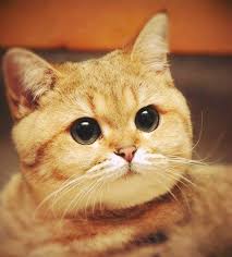 images?q=tbn:ANd9GcRCjh3tO5WviVFYiar2CPzTxxUgnw2OOpCMlGya9LIURipgY6yu