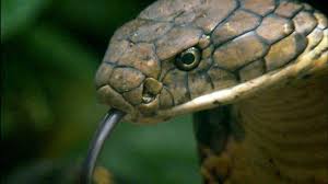 Image result for KING COBRA