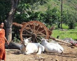 Image of Cows in India