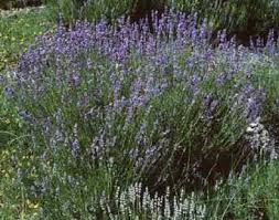 Resultado de imagen de FLORES DEL TOMILLO Y DE LA MENTA