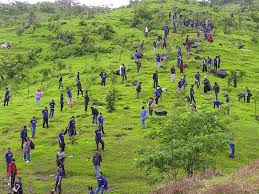 Image result for Tree plantation