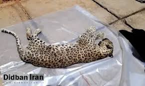 تلف‌شدن پلنگ ایرانی بر اثر شلیک گلوله