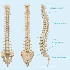 Image result for spinal cord of camel