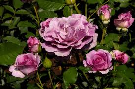 Image result for tea roses