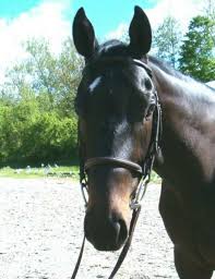 Image result for HORSE