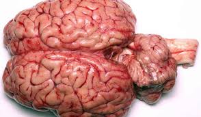 Image result for images of the brain