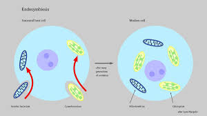 Decoding the Origins of Cellular Complexity: The Crucial Role of Mitochondria - 1