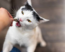 person giving a treat to a kittenの画像