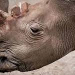  The world's last male northern white rhino is on death watch