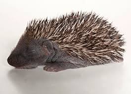 Résultat de recherche d'images pour "row of hedgehogs"
