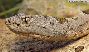 Bildergebnis für rattlesnake