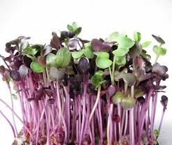 Image result for RAU MẦM CẢI XANH