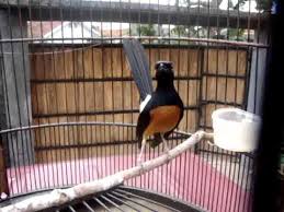 Hasil gambar untuk murai batu