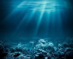   海洋生態