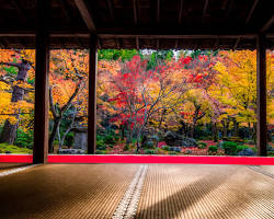 紅葉の寺の画像