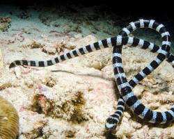 Cobra-marinha
