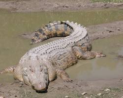 Image of Saltwater crocodile