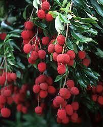 Image result for lychee trees
