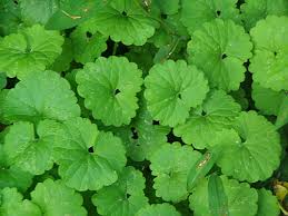Image result for garlic mustard