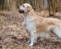 Image of كلب Golden Retriever