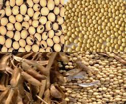 Image result for SOYABEAN